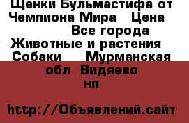 Щенки Бульмастифа от Чемпиона Мира › Цена ­ 1 000 - Все города Животные и растения » Собаки   . Мурманская обл.,Видяево нп